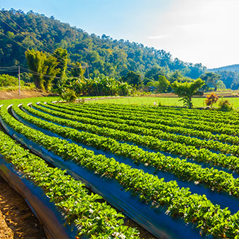 service-sg31-337x337-2