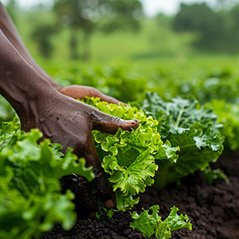 service-sg32-337x337-2